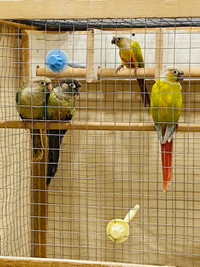 Conures pairs for rehoming
