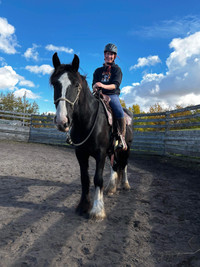2020 Purebred Registered Shire Horse For Sale