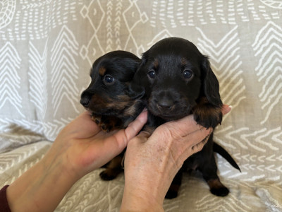 Sweet mini dachshund babies  ONLY 2 LH left