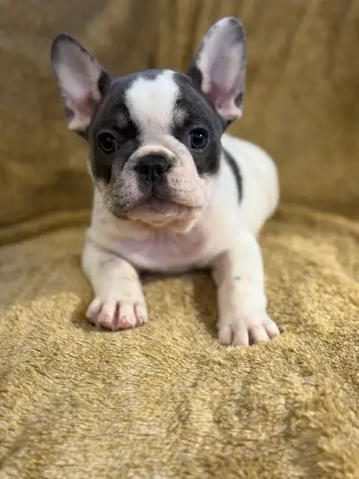 We are excited to announce that our beautiful CKC registered French Bulldog puppies are now 11 weeks...