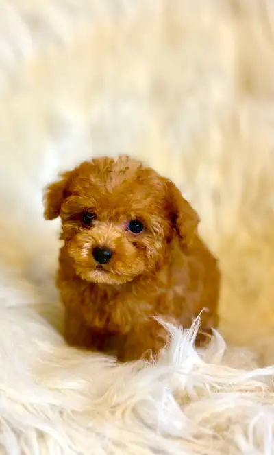 Toy Poodle and MaltiPoo With Love, View more