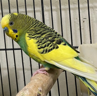 Hand Tamed Budgies Pair - Yes it’s available 