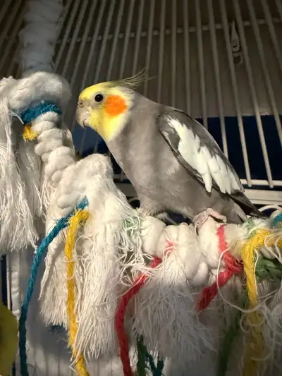 cockatiel mâle et femelle ensemble, View more