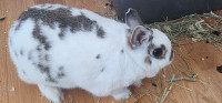 Rabbits for Free to good home