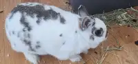Rabbits for Free to good home
