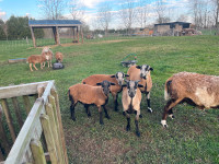 Khatadin/Blackbelly Cross Ewe Lambs