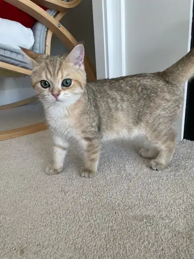 British shorthair boy kitten , View more