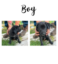 Puppies for Sale - Coonhound/Presa Canario x Border Collie