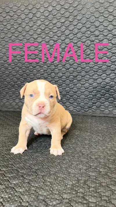 American Bulldog Puppies, View more