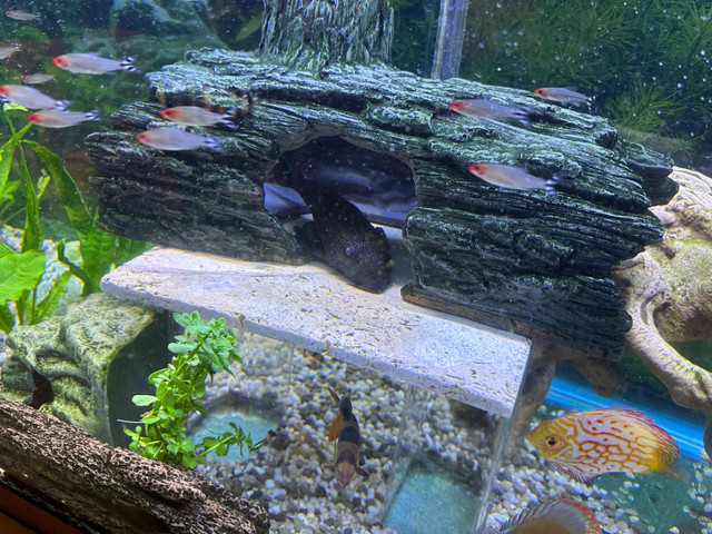 13-14” Pleco in Fish for Rehoming in Leamington - Image 3