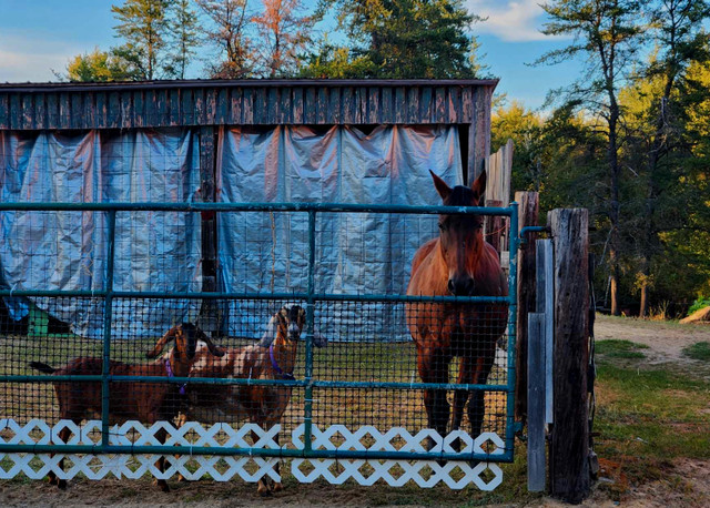 Nubian Does Available in Livestock in Sudbury