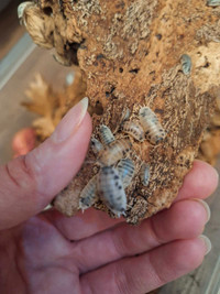 Isopod and springtail cultures