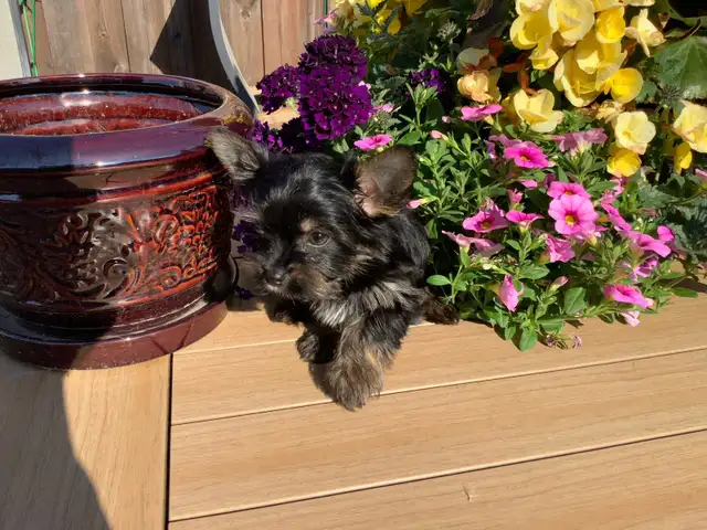 READY NOW YORKSHIRE  BIEWER YORKIE & YORKSHIRE BLACK AND TAN in Dogs & Puppies for Rehoming in Gatineau - Image 3