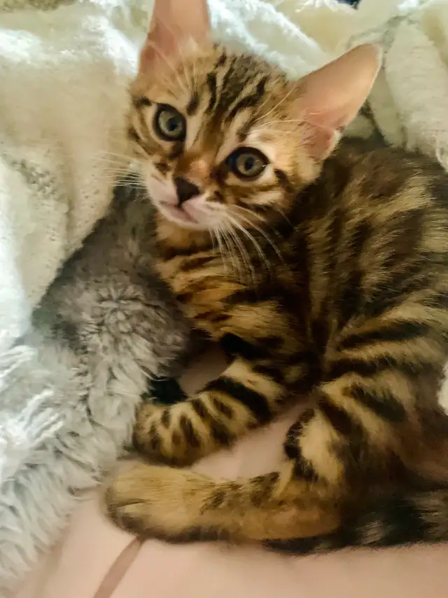 Bengals Chatons ♥️ 100% Pur de parents enregistrés TICA in Cats & Kittens for Rehoming in Laurentides - Image 4