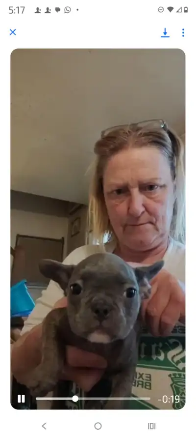 FRENCH BULLDOG PUPPIES!!!, View more