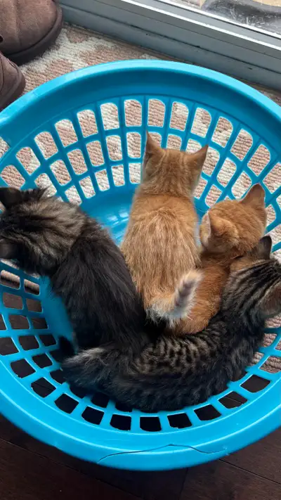 Kittens !!!, View more