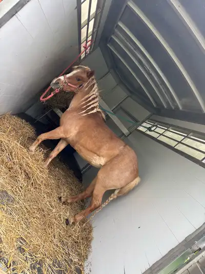 pony for sale, View more