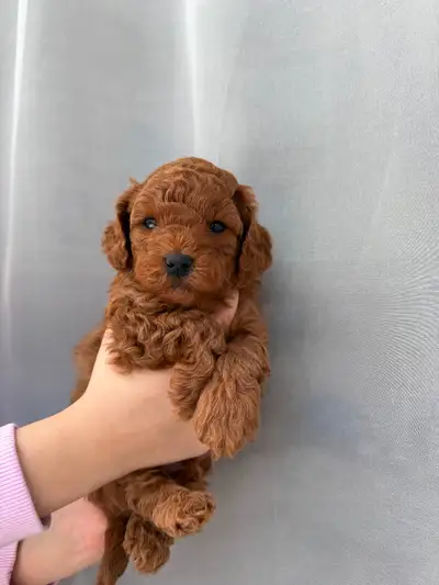 Toy poodle puppy, View more