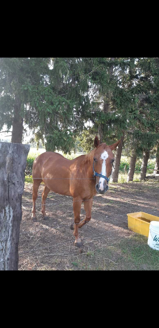 Gentle sorrel mare in Horses & Ponies for Rehoming in Stratford - Image 2