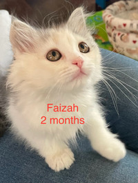 2 months Calico Siberian mixed Kitten