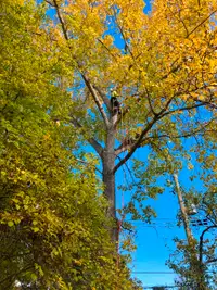 ISA Certified Arborists- Tree Removal, Pruning, Cleanup and more