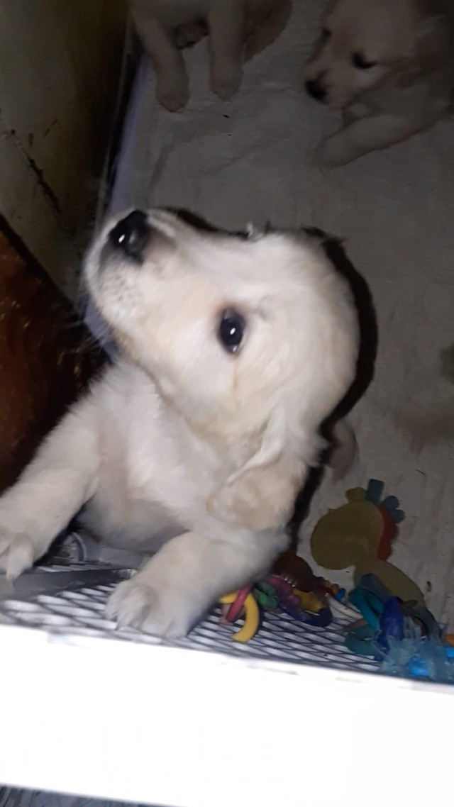 Pure English Cream Golden Retriever puppies in Dogs & Puppies for Rehoming in Peterborough - Image 3