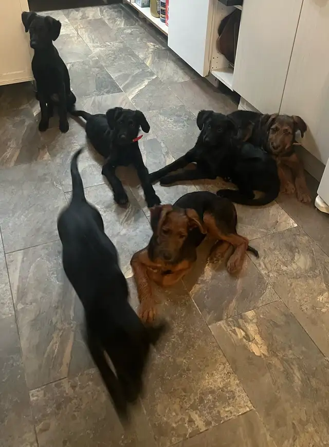 Low shedding Shepadoodle puppies! in Dogs & Puppies for Rehoming in Kingston - Image 2