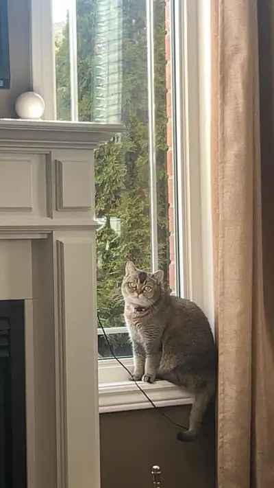 Adorable Scottish straight cat for rehoming, View more