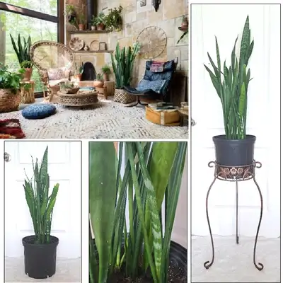 SNAKE PLANT + STAND, View more