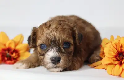 Bichon Shih Tzu SUMMER Puppies Available!, View more