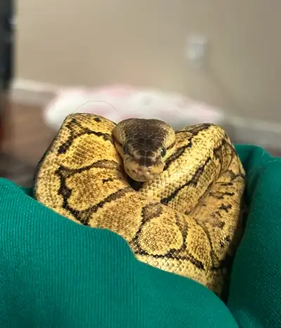 Lemon Blast Morph Male Ball Python, View more