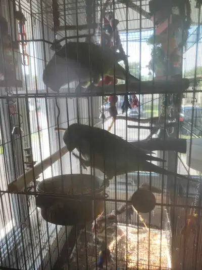 Cage à oiseaux avec perruches Quaker, View more