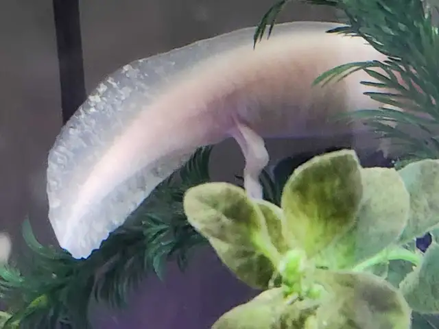 Baby Axolotls  in Reptiles & Amphibians for Rehoming in Oshawa / Durham Region - Image 7