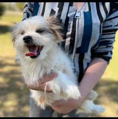 Beautiful Maltese/Papillion Male puppy named “beans” for adoption. He is such a happy, cute and spun...