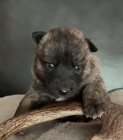 TAMASKAN SHEPHERD PUPS, View more