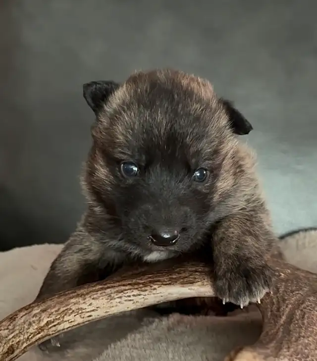 TAMASKAN SHEPHERD PUPS in Dogs & Puppies for Rehoming in Edmonton - Image 2