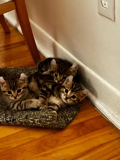 3 chatons Highland-Lynx, View more