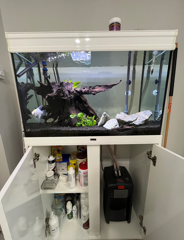 Fish tank 36.5 gal with stand and everything  in Fish for Rehoming in Truro - Image 3