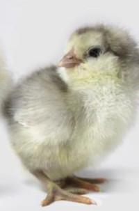 Ameraucana chicks (females) & pullets for sale - SOLD OUT