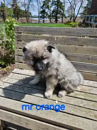 Beautiful Keeshond puppies, ready to go. litter of 6