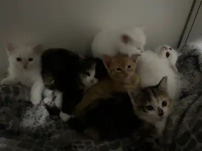 Kittens For Sale, View more