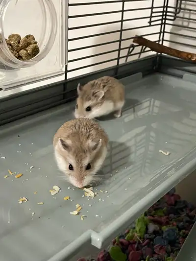 2 dwarf Hamsters including cage, View more