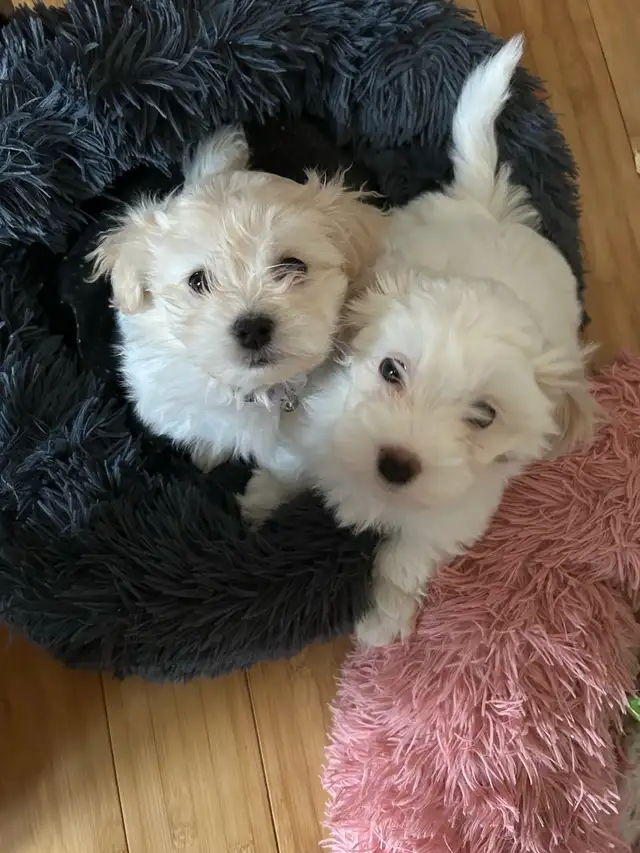 Bichon mix puppies in Dogs & Puppies for Rehoming in Laval / North Shore - Image 2