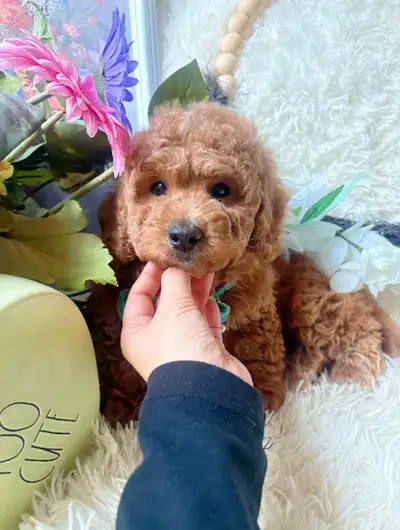 Beautiful maltipoo puppy (Prince) poodle   X Maltipoo, View more