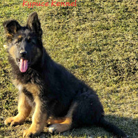 Superbe top puppy long coat german shepherd !!