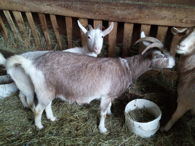 Young Goats in Livestock in Sudbury - Image 3