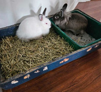 4 Months Old Rabbits