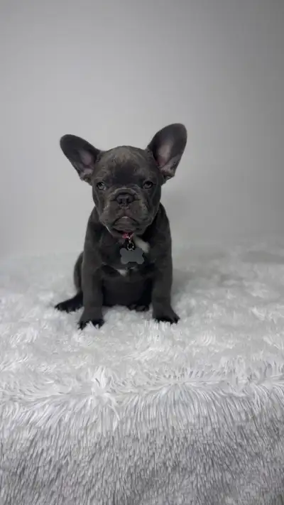 French Bulldog / last Female., View more
