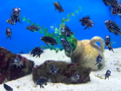 Tropheus Duboisi Cichlid, View more