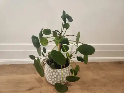 Pilea Plant. Chinese Money Plant for Sale., View more